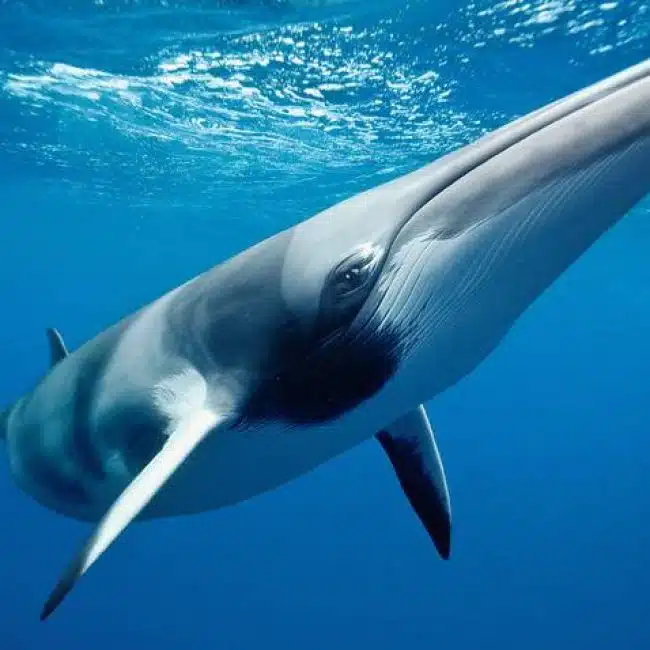 Minke Whale 1 650x650