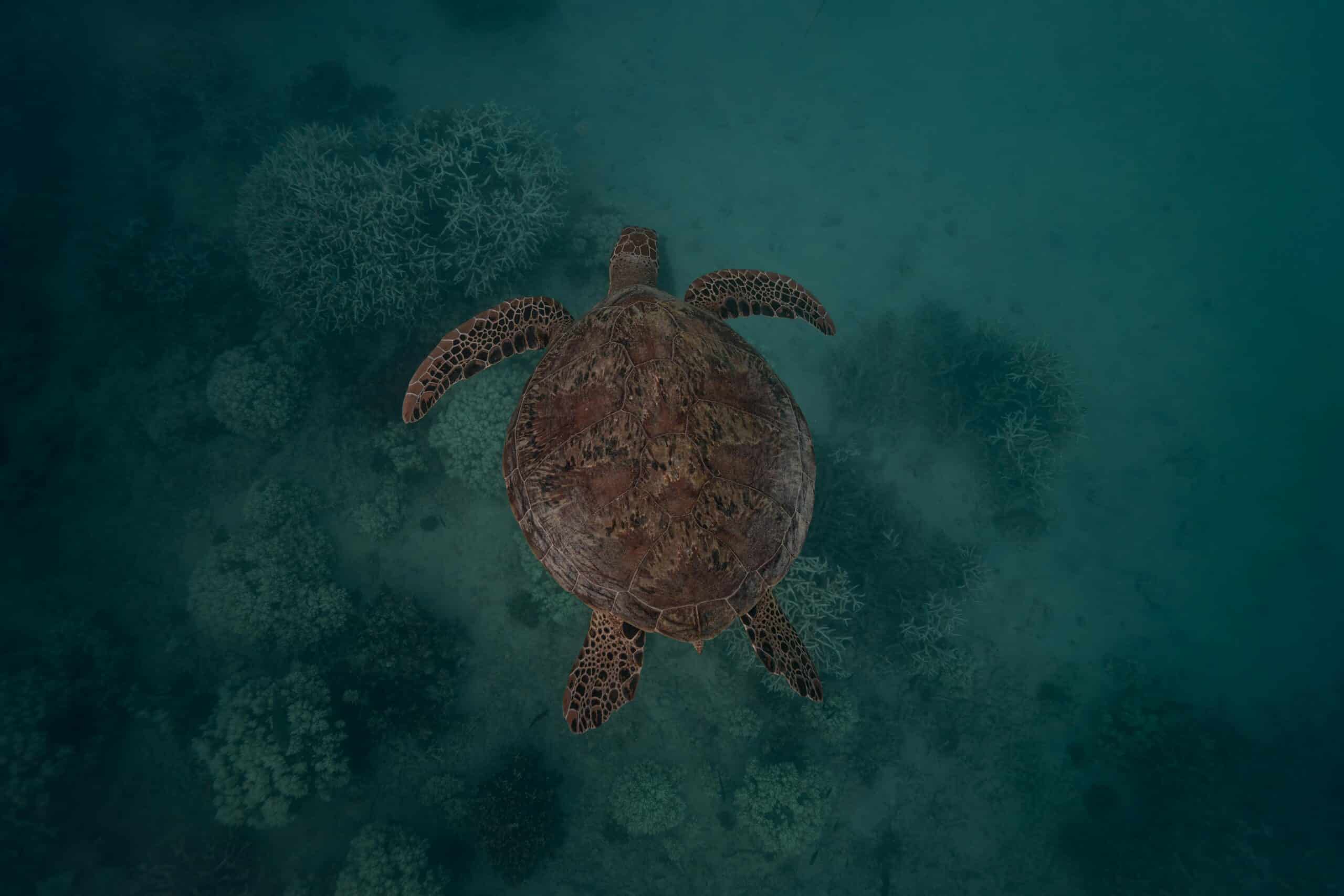 Pexels Oscartrisleyphotography 33495990