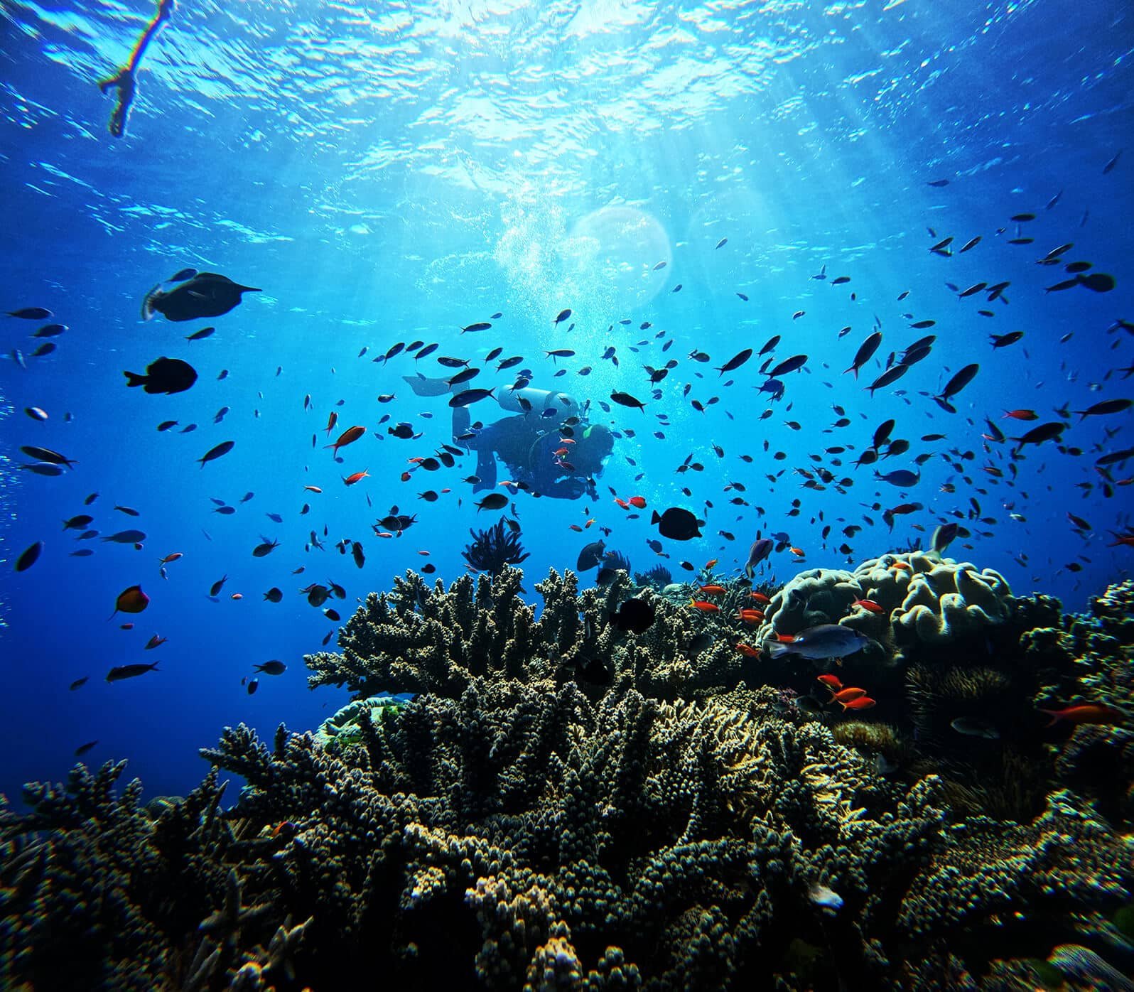 A8660dc6 63b6 4d36 A1bb B711fc9dec52 (1)